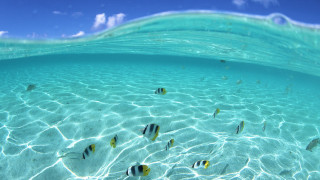 Fish swimming clear blue ocean 5 - a group of fish swimming free wallpaper