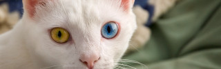 White cat blue eyes green - a green jacket free wallpaper