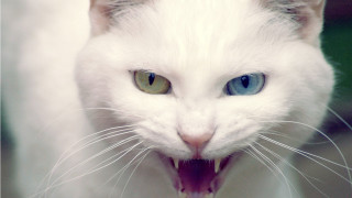 White cat mouth open tongue 3 - angry free wallpaper