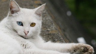 White cat blue eyes paw - the camera len free wallpaper