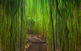 Bamboo forest path trees plants - a bamboo forest free wallpaper