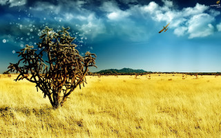 Bird flying dry grass field 2 - overhead in the distance free wallpaper