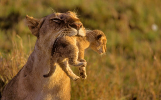 Lion cub holding mother tall - wildlife photography free wallpaper for desktop