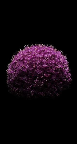 Purple flower black background reflection 2 - ai weiwei free wallpaper for mobile