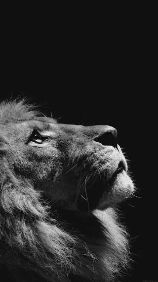 Lion upward black and white - its head free wallpaper for mobile