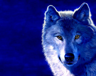 Wolf yellow eyes blue black - a white wolf free wallpaper