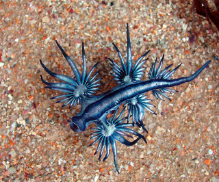 Blue sea slug beach wine - an illustration of free wallpaper