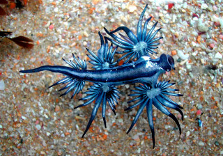 Blue sea slug sandy beach - an illustration of free wallpaper