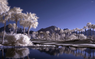 Pond palm trees mountains blue - a pond free wallpaper