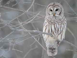 Barred owl perched forest no - owl free wallpaper
