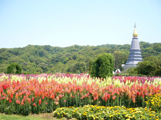 Field flowers pagoda forest trees - a pagoda in the background free wallpaper