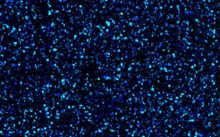 Black background blue speckles hologram - bioluminescence free wallpaper