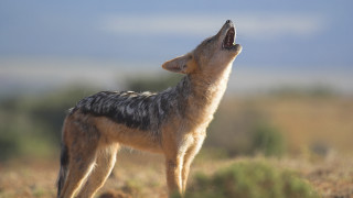 Wolf standing grass yawning mouth - eye open free wallpaper