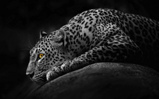 Leopard yellow eyes rock dark - a rock in the dark free wallpaper