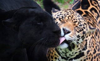 Black brown leopards grass licking - the others face free wallpaper