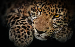 Leopard yellow eyes black background - a leopard free wallpaper for desktop