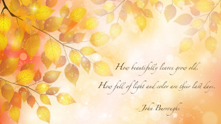Tree leaves quote harvest fall - he free wallpaper
