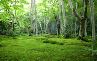 Lush green forest trees grass 2 - lot of trees and grass free wallpaper for desktop