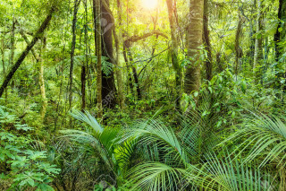 Lush green forest trees plants 2 - a sunny day free wallpaper