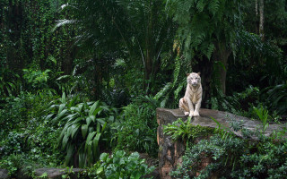White tiger sitting rock forest - a white tiger free wallpaper