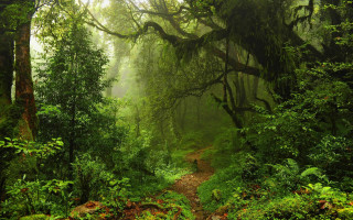 Dense green forest path trail - both side of it free wallpaper
