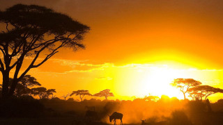 Sunset grazing animals trees horizon - a group of animals free wallpaper