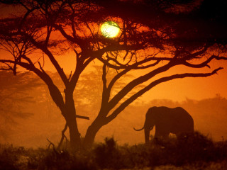 Elephant tree sunset foggy forest - a foggy forest free wallpaper