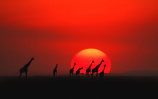 Giraffes sunset red sky silhouette - the sun in the background free wallpaper