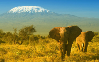 Two elephants walking field mountain - amédée ozenfant free wallpaper