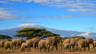Elephants herd dry grass field 4 - a herd of elephants free wallpaper