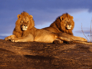 Two lions laying on rock - brothers hildebrandt free wallpaper for desktop
