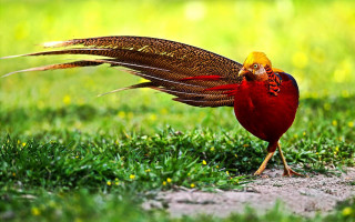 Bird red yellow tail grass 2 - cloisonnism free wallpaper