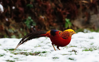 Red yellow bird snow wings - the snow free wallpaper