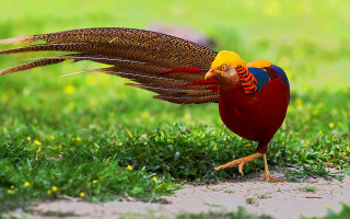 Colorful bird long tail park - rich vivid color free wallpaper