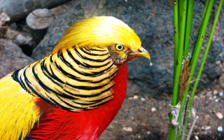 Colorful bird yellow red plant - male free wallpaper for desktop