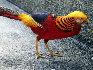 Colorful bird walking paved road - rich vivid color free wallpaper