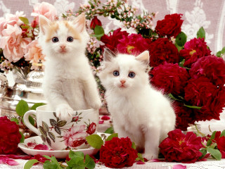 Kittens teacup roses vase flowers - two kitten free wallpaper