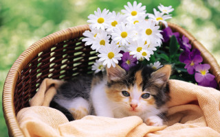 Kitten basket flowers blanket laying - the ground behind free wallpaper