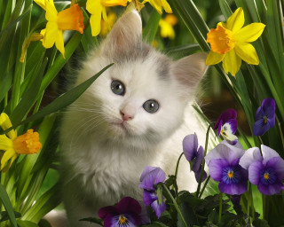 Kitten surprised field flowers looking - nature free wallpaper