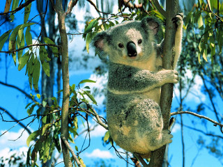 Koala sitting tree head branch - a koala bear free wallpaper