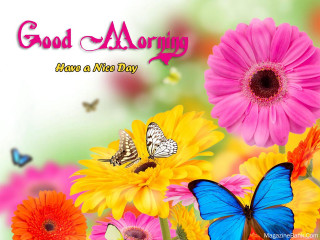 Colorful flower butterfly morning message - a good morning message free wallpaper