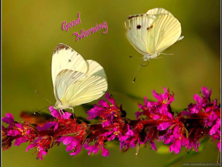 Two white butterflies pink flower - bright morning free wallpaper