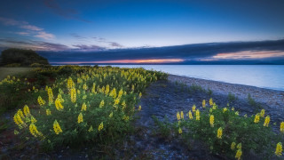 Field flowers beach sunset water - a sunset in the background and a body of water free wallpaper