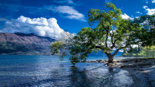Tree lake mountains blue sky 2 - bob thompson free wallpaper