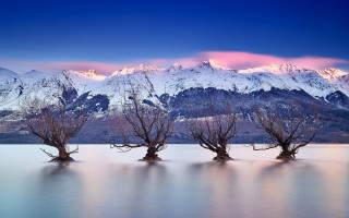 Trees water mountains snow pink - a group of trees free wallpaper