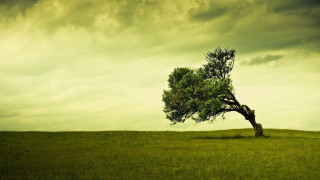 Lone tree grassy field cloudy 17 - a dark cloud free wallpaper for desktop