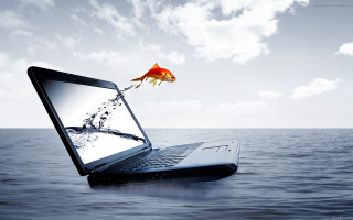 Laptop goldfish screen water sky - the screen free wallpaper