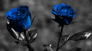 Blue roses water droplets black - photo free wallpaper