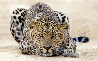 Leopard laying ground eyes closed - its eye free wallpaper for desktop