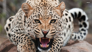 Leopard mouth open teeth wide - tooth wide open free wallpaper